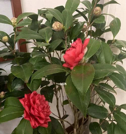 揭秘茶花开花时间（了解茶花的开花规律，为花期把握提供依据）