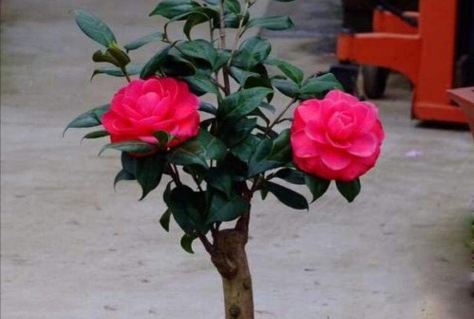 揭秘茶花开花时间（了解茶花的开花规律，为花期把握提供依据）