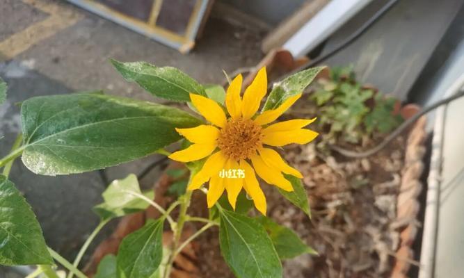 向日葵的开花时间剖析（探究向日葵开花的适宜时间与成长环境）