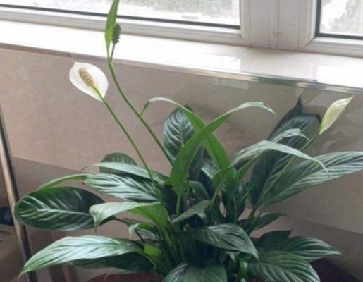 白鹤芋有毒吗？解析白鹤芋毒性真相（白鹤芋的毒性程度如何？如何正确饲养白鹤芋？）