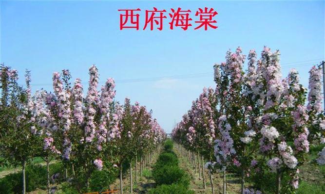 四季垂丝海棠的嫁接方法（打造美丽花园的必备技巧）
