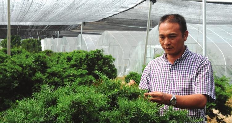 红豆杉种植指南（从时间到方法，完整介绍红豆杉种植全过程）