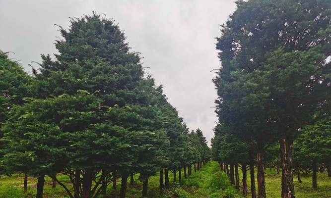 红豆杉种植指南（从时间到方法，完整介绍红豆杉种植全过程）