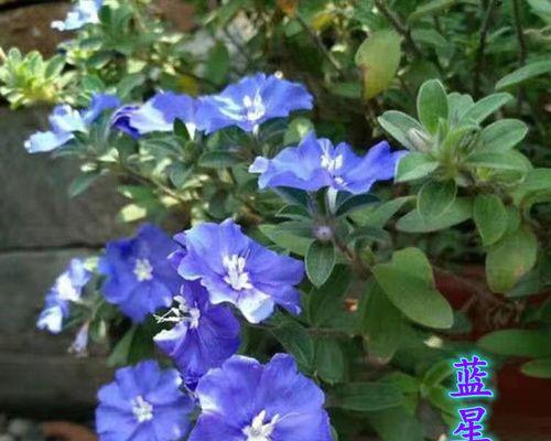 蓝星花养殖全攻略（如何打造美丽花园，让蓝星花成为亮点）