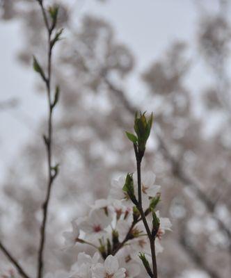 樱花的传说意义（三个传说让樱花更美丽）