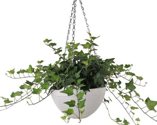 打造绿色墙壁的技巧（常青藤植物怎么养？）