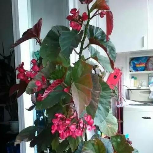 竹节海棠的养殖方法（打造美丽园林的好选择）