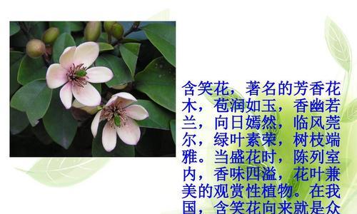 双子叶植物（探索双子叶植物的多样性与价值）