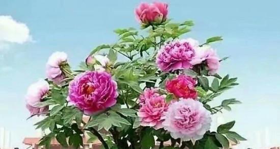 家庭牡丹盆栽种植方法（从选苗到养护，轻松打造花园般的生活）