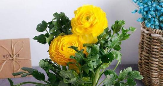 家庭牡丹盆栽种植方法（从选苗到养护，轻松打造花园般的生活）