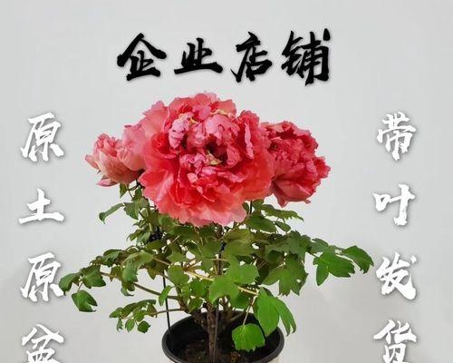 家庭牡丹盆栽种植方法（从选苗到养护，轻松打造花园般的生活）