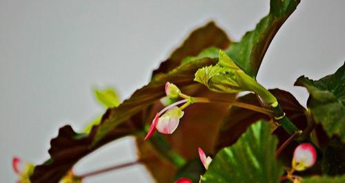 银星海棠花的养殖方法（一步步教你打造漂亮的花园）