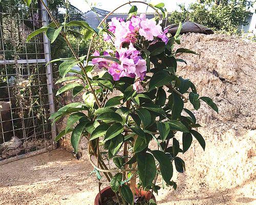蒜香藤的种植与养护（打造清新绿色家居的首选）