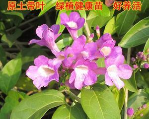 蒜香藤的种植与养护（打造清新绿色家居的首选）