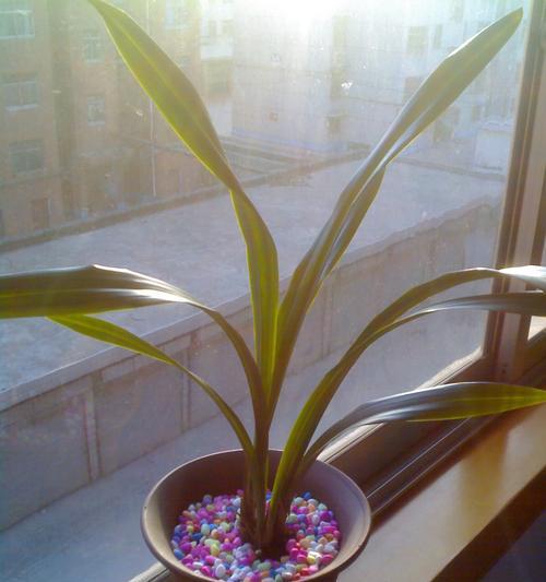 探秘兰花世界——兰花种类详解（了解不同类型兰花的特点与风采）