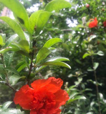石榴花的开花时间（一年中石榴花盛开时节的来临）