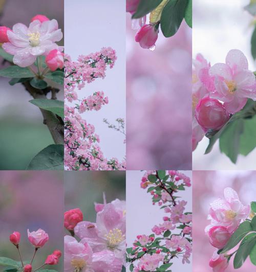 五彩斑斓的海棠花语（揭示不同颜色海棠花背后的含义）