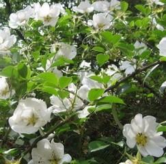 茶蘼的花语与寓意（探寻茶蘼花的独特含义）