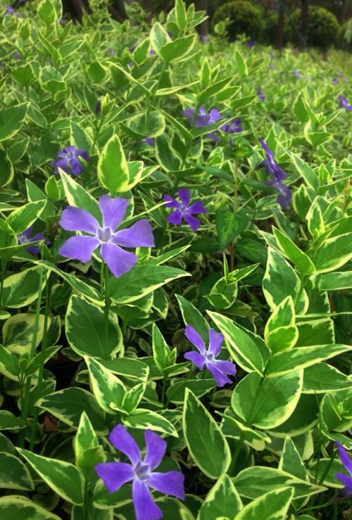 常春藤花语——寓意深远的象征（常春藤花语的种种寓意与象征）