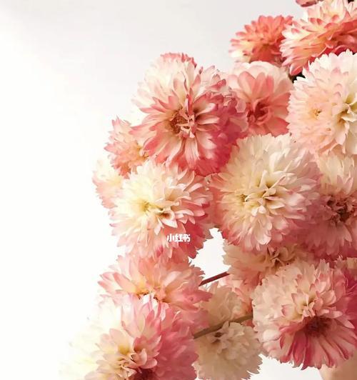 大理市花及其象征意义（大理市花——海棠花的美丽与深意）