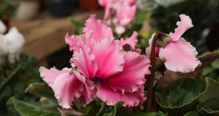 大理市花及其象征意义（大理市花——海棠花的美丽与深意）