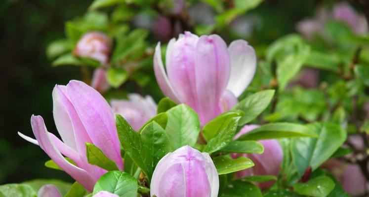 大理市花及其象征意义（大理市花——海棠花的美丽与深意）