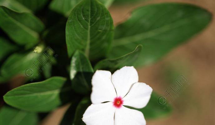 春天的花海（描绘春天美丽的植物花卉）