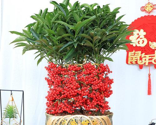 富贵之象征——以代表富贵的植物（绿富贵，红馥郁，金鑫宝——带您领略富贵植物世界）