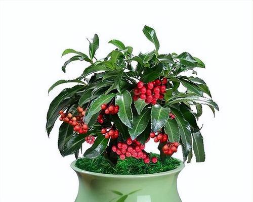 富贵之象征——以代表富贵的植物（绿富贵，红馥郁，金鑫宝——带您领略富贵植物世界）
