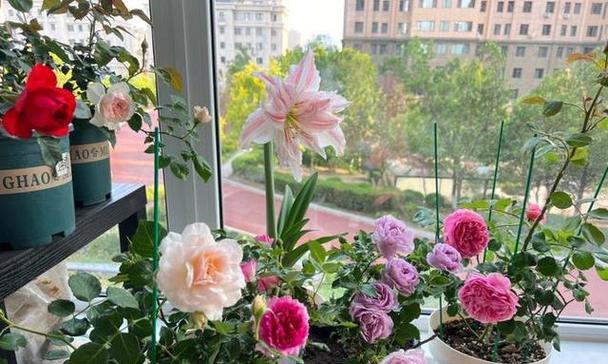 花与健康快乐的奇妙关联（探索花卉如何影响我们的身心健康）