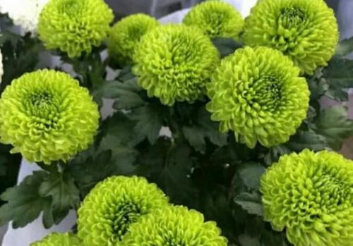 代表理性的花的花语——冷静理智（从花语中窥探理性世界的奥秘）