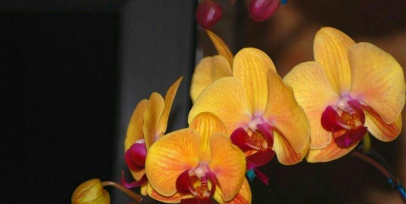 代表理性的花的花语——冷静理智（从花语中窥探理性世界的奥秘）