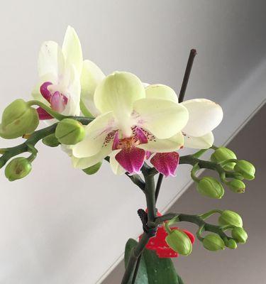 花开平安（以花为媒，传递健康）