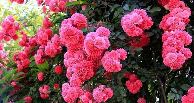 以花为主题的身体健康（花朵的神奇力量-探索花卉在促进身体健康方面的作用）