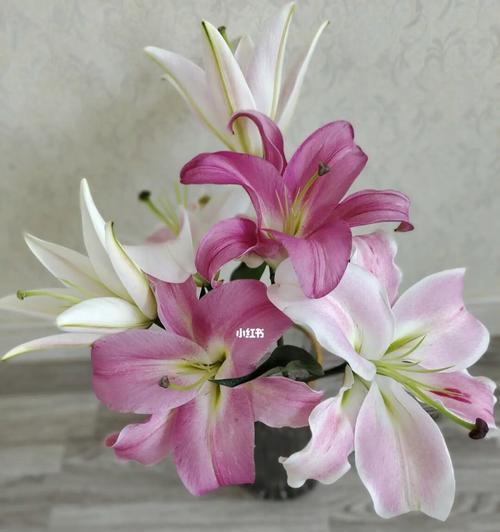粉色百合花的象征意义（探索粉色百合花的深刻内涵）