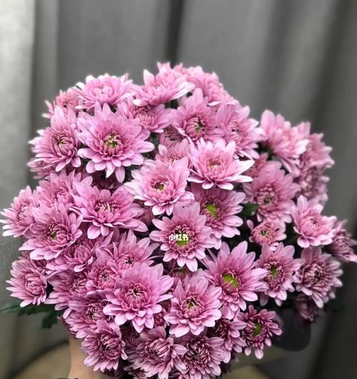 粉色雏菊的花语与寓意（探索粉色雏菊的象征意义，了解它们给我们带来的启示）