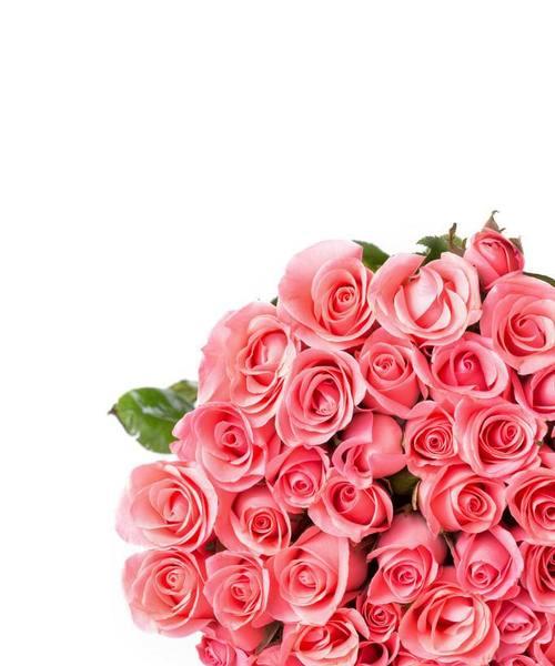 粉色玫瑰的花语及象征意义（探究粉色玫瑰的浪漫与祝福）