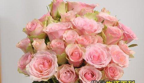 粉色玫瑰的花语及象征意义（探究粉色玫瑰的浪漫与祝福）