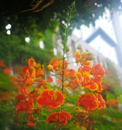 凤凰花（凤凰花花语揭示的秘密）