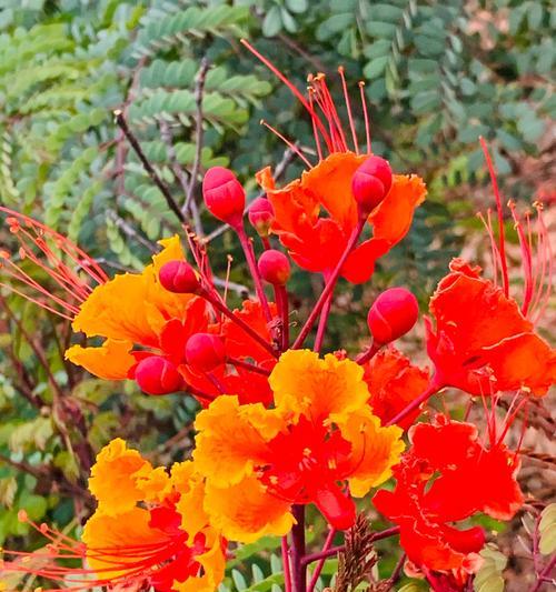 凤凰花（凤凰花的花语与意义，以及文化传承中的角色）