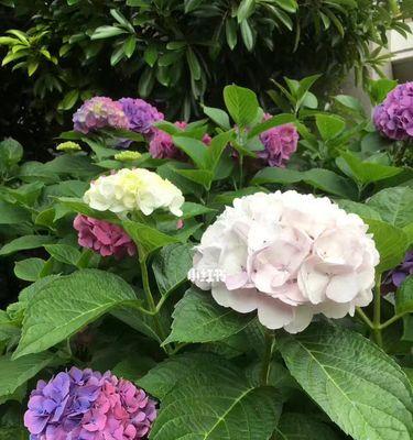 缤纷紫阳花花语（以紫、白、粉三色紫阳花为主题，探索不同颜色的花语和寓意）