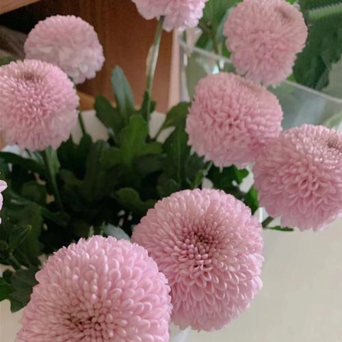乒乓菊花语（解读乒乓菊花语，了解不同色彩的花朵所代表的含义）