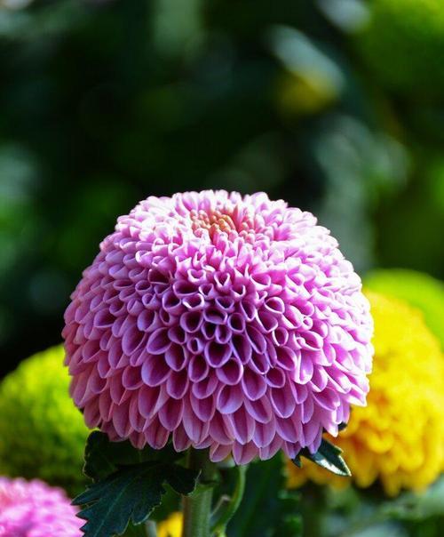 乒乓菊花语（解读乒乓菊花语，了解不同色彩的花朵所代表的含义）