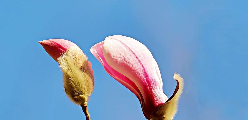 玉兰花的花语之不同颜色的寓意（赏玉兰，领略花语之美）