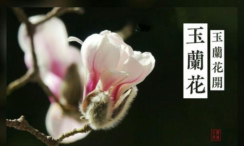 玉兰花的花语之不同颜色的寓意（赏玉兰，领略花语之美）