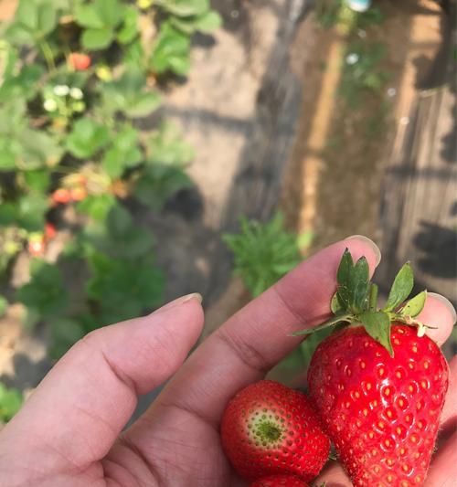 草莓与十二生肖之相似性剖析（草莓究竟与哪个生肖最为相似？）