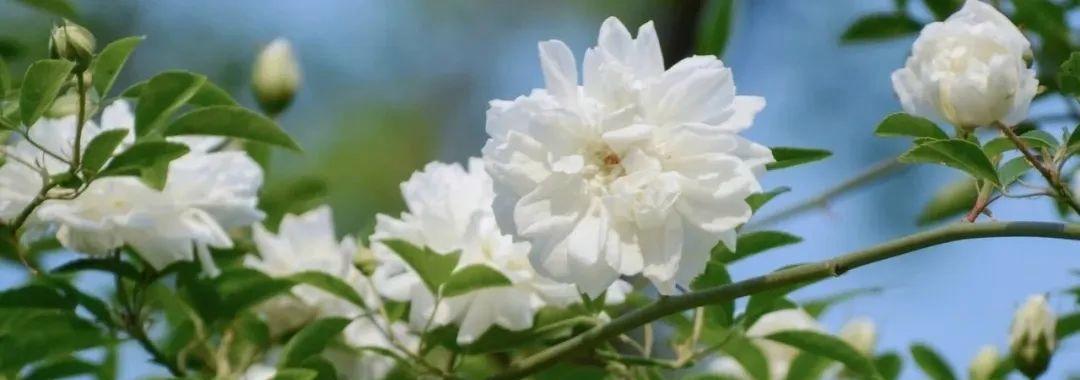 茶蘼的花语及其含义解读（探寻茶蘼花的深意，了解花语之美）
