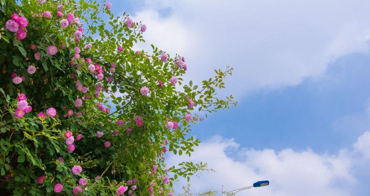 茶蘼的花语及其含义解读（探寻茶蘼花的深意，了解花语之美）
