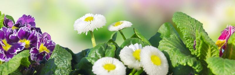 小雏菊花语与代表意义（探寻小雏菊的情感寓意与象征力）