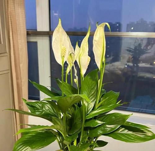 财富之植（盘点金银花、红鸾、财神竹等植物，探寻财富象征的奥秘）